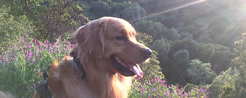 Golden retriever out in the hills