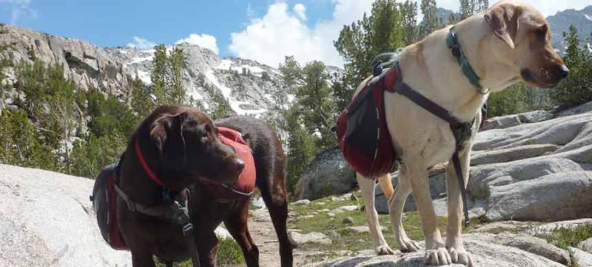 Two dogs with packs on in the mountains