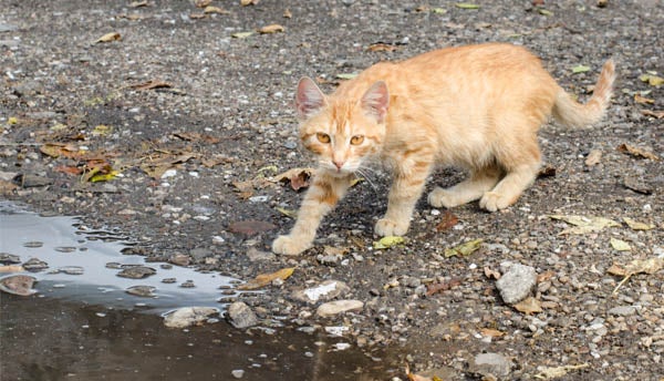 An orange domestic cat walks through an urban landscape