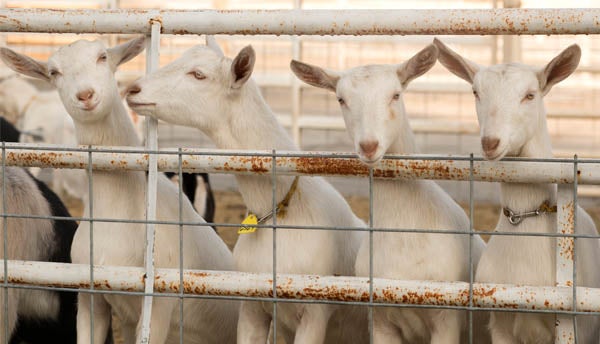 Goats in an enclosure as an example of lion prey and animal husbandry