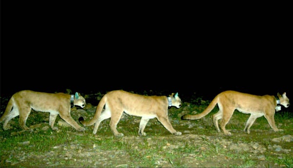 three lions wearing radio collars travel across a field at night