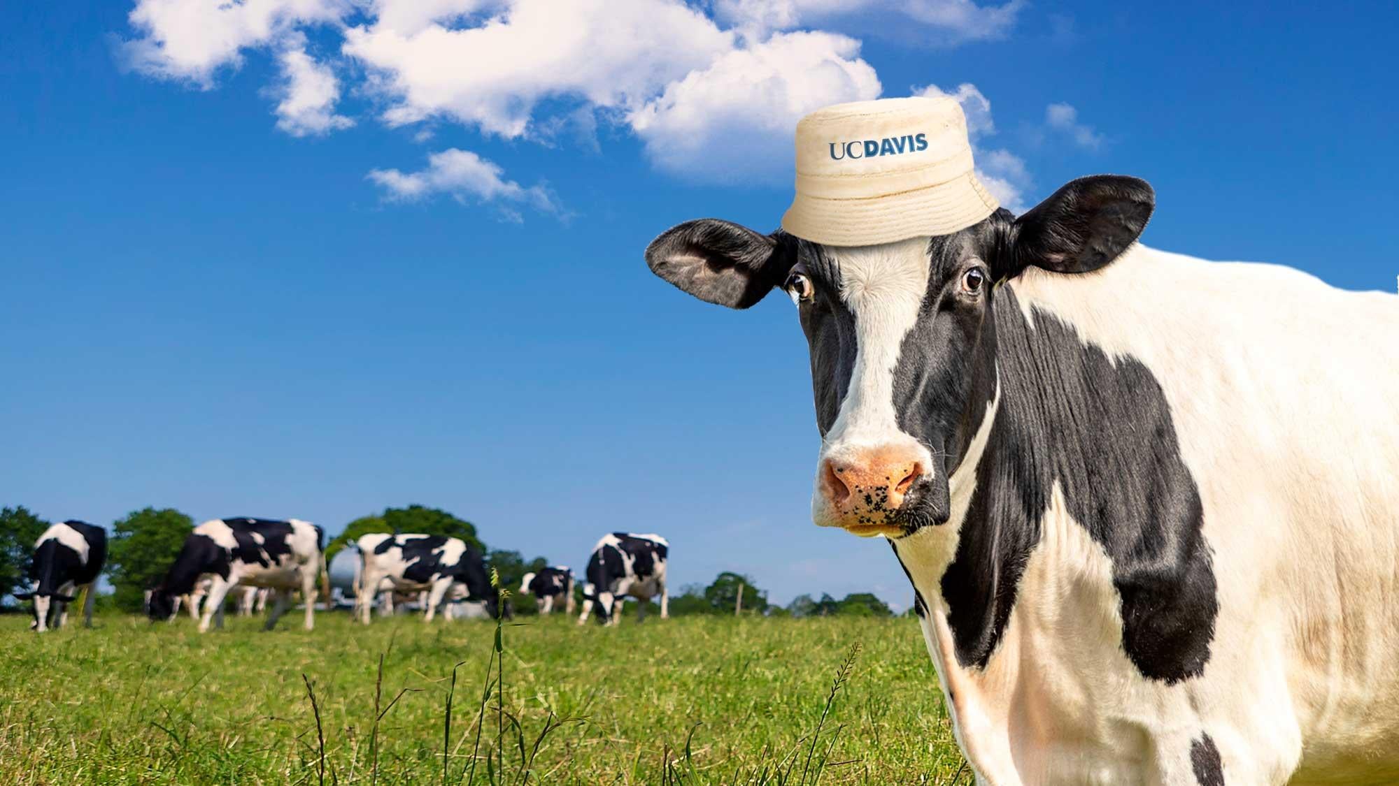 A photo illustration of a black and white dairy cow in a field with other cows, wearing a bucket hat with the UC Davis logo on it