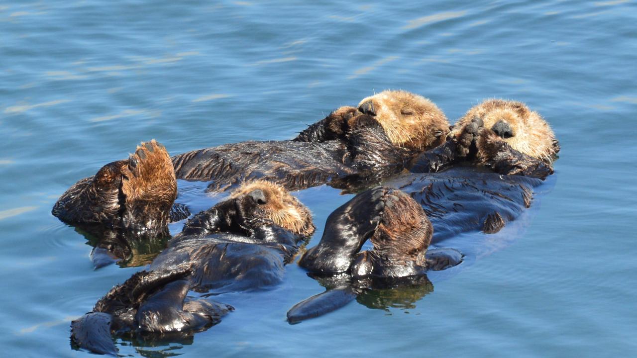 two sea otters swim on their backs in the ocean